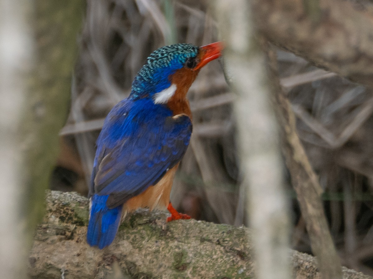 Malachite Kingfisher - ML618073466