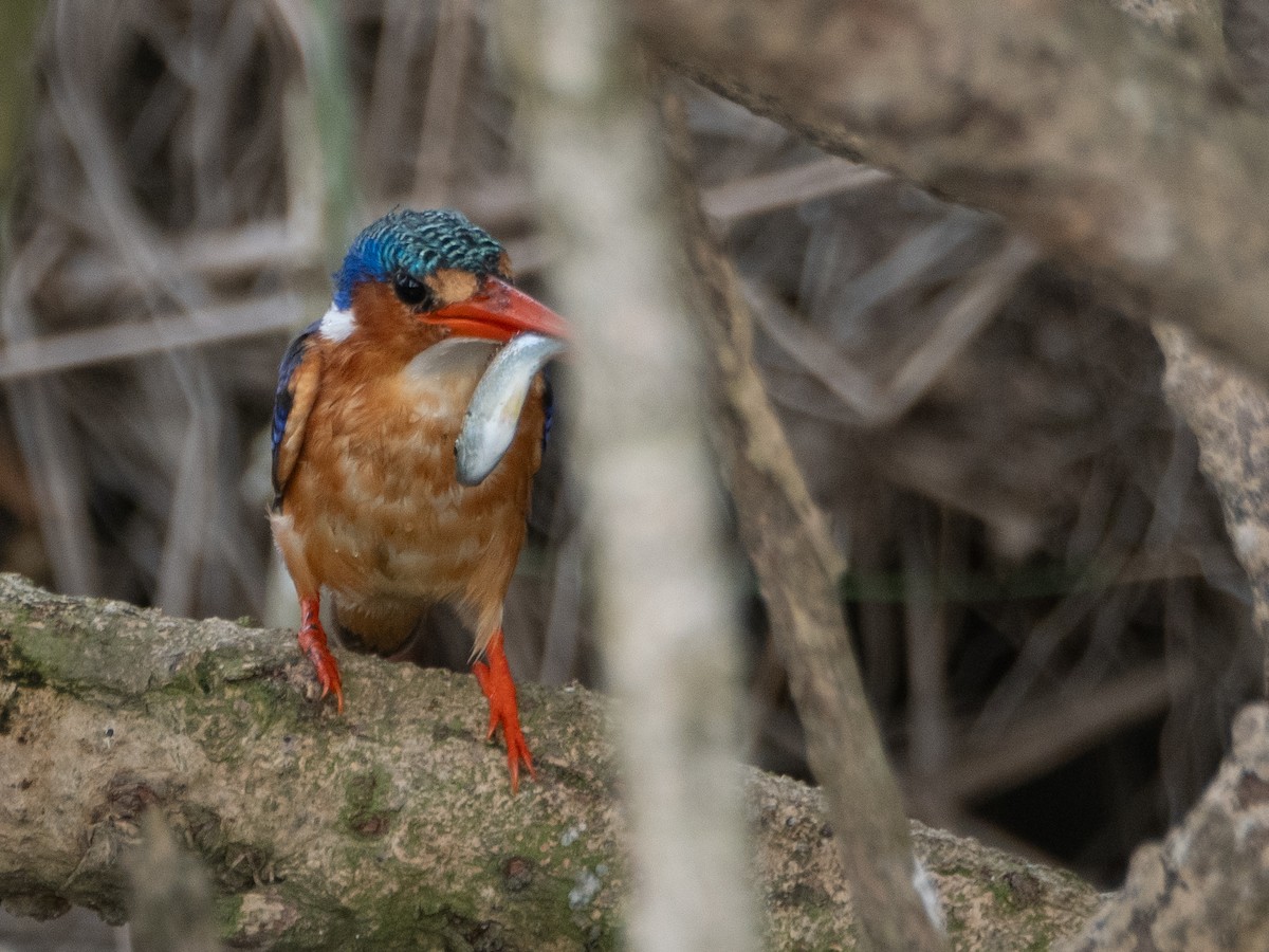 Malachite Kingfisher - Gavin Ailes