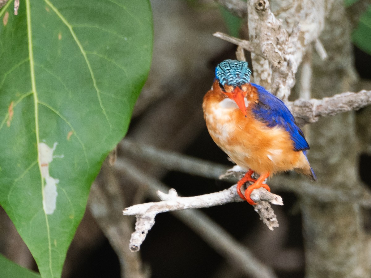 Malachite Kingfisher - ML618073469