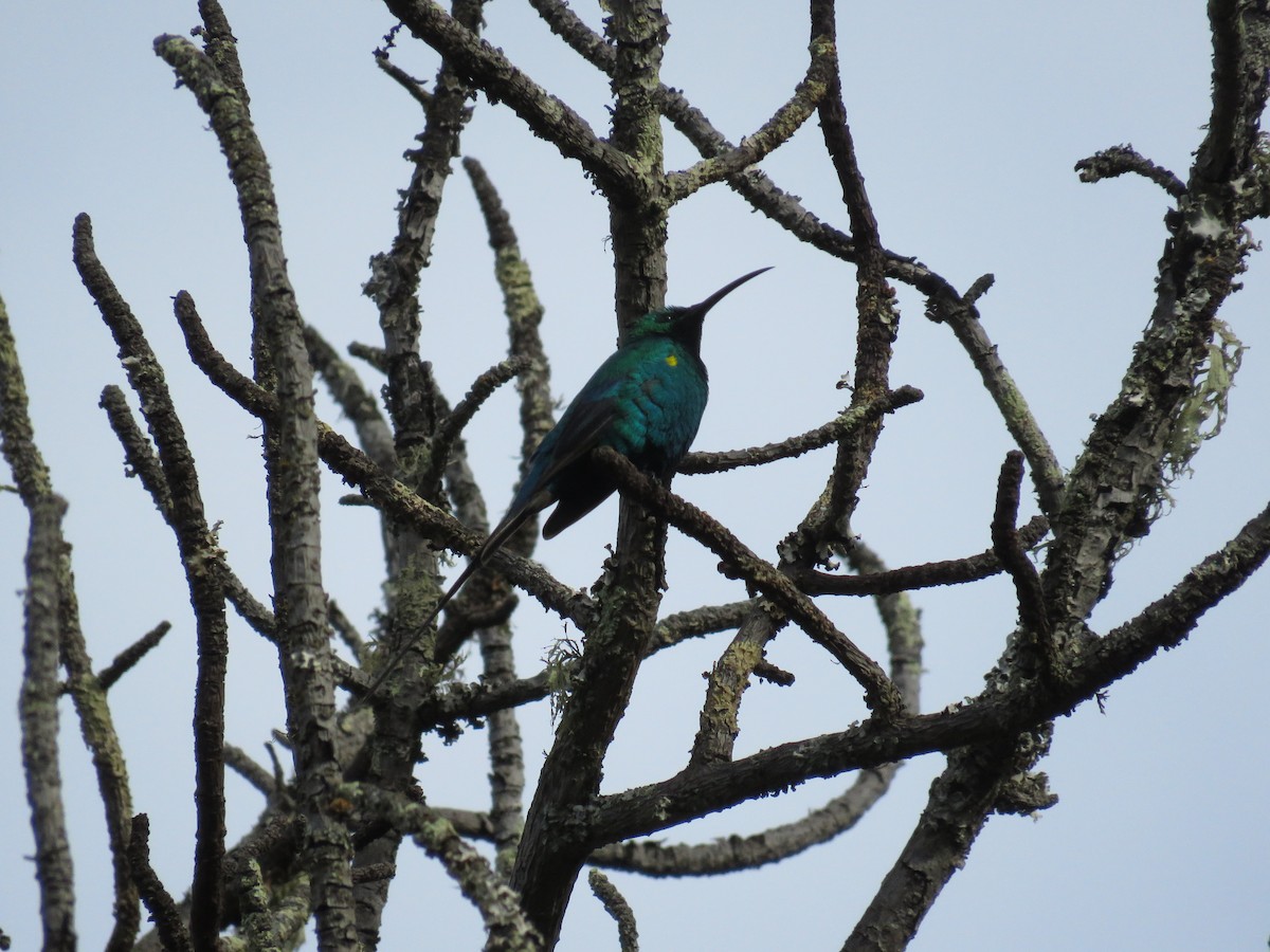 Malachite Sunbird - ML618073471