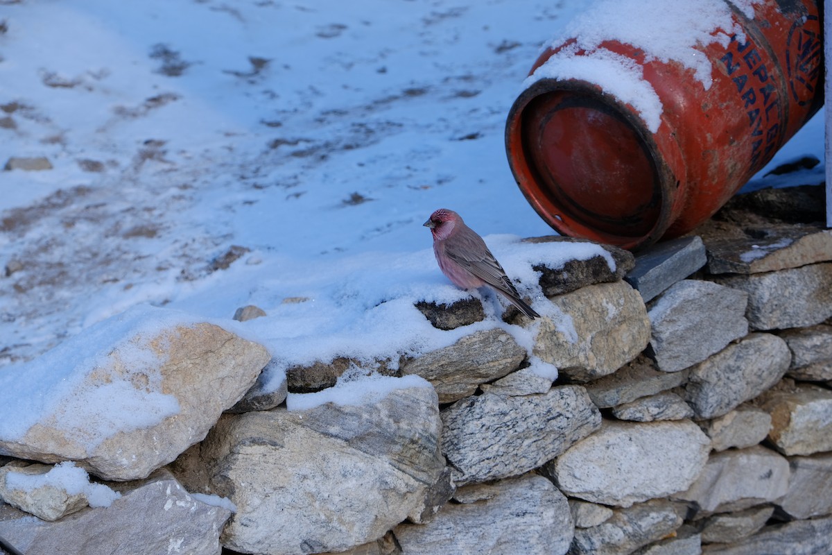 Great Rosefinch - Brenda Ko