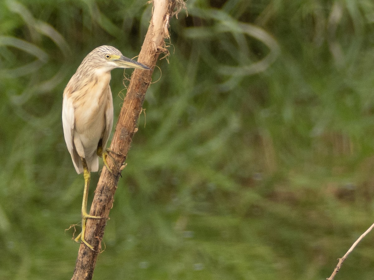 Squacco Heron - ML618073473