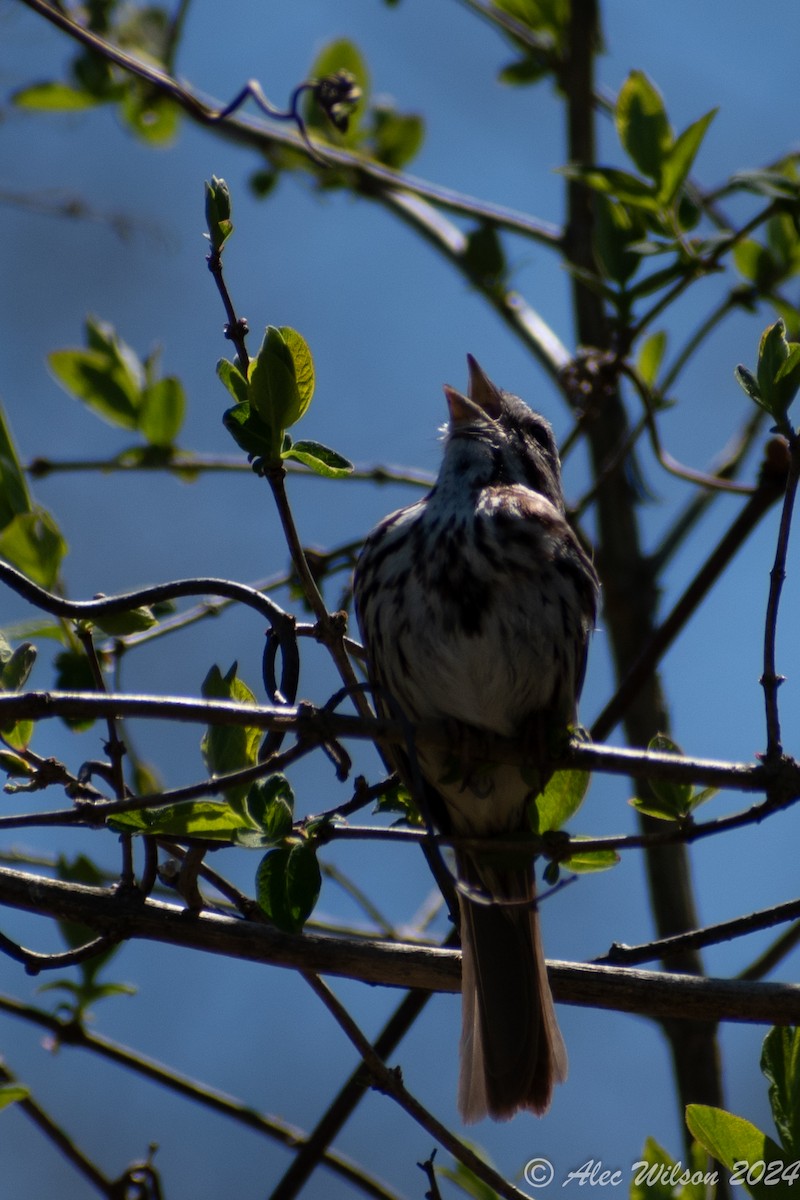 Song Sparrow - ML618073478