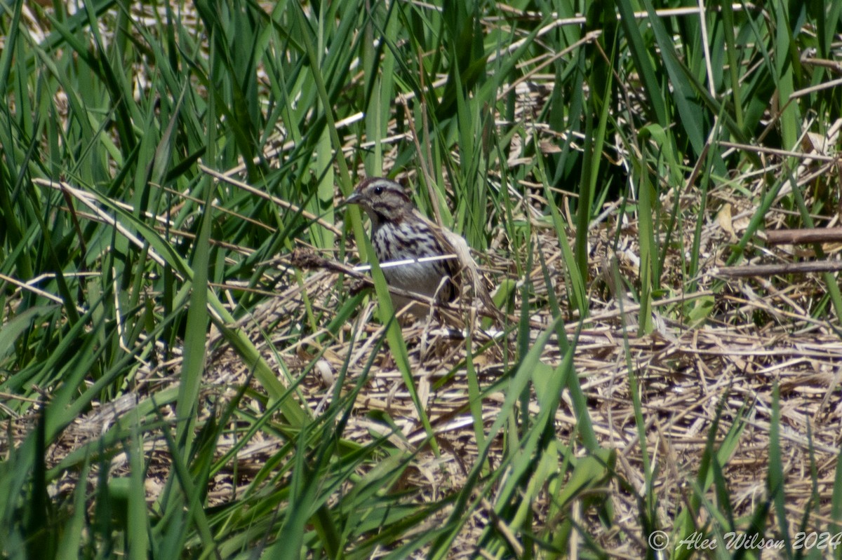 Song Sparrow - ML618073479