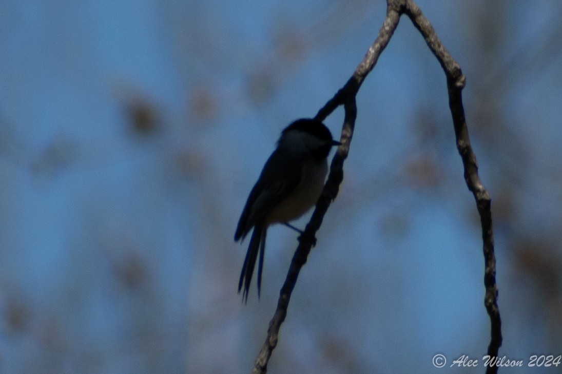 Black-capped Chickadee - Alec Wilson