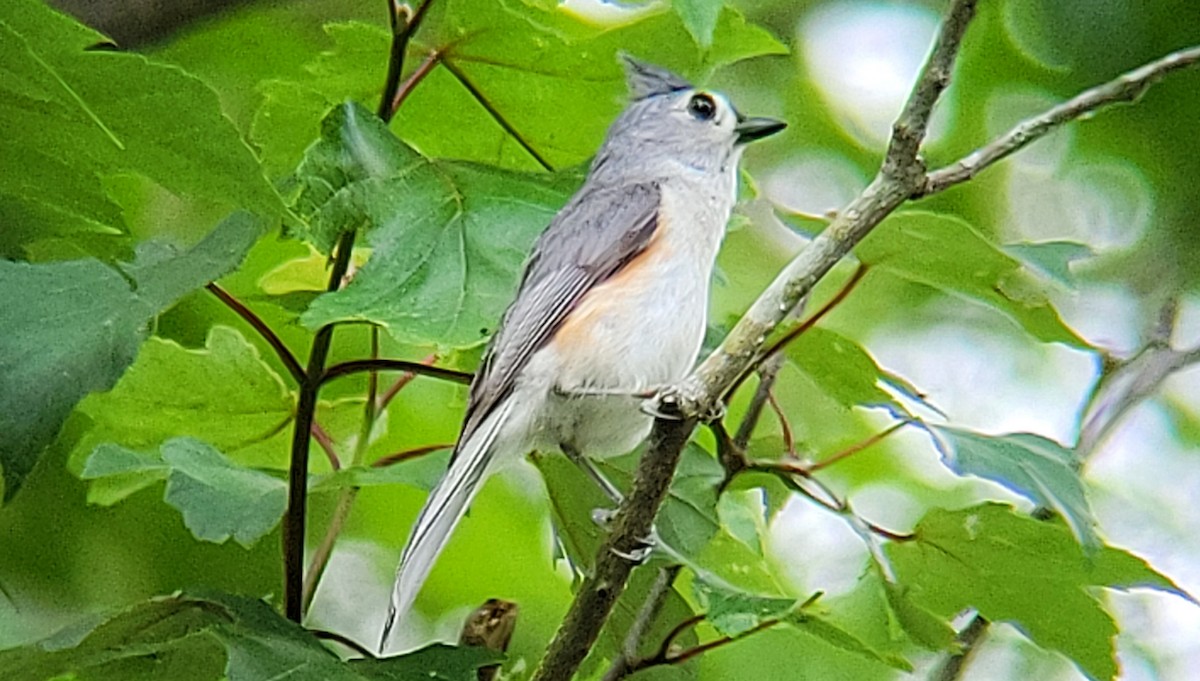 Tufted Titmouse - ML618073482