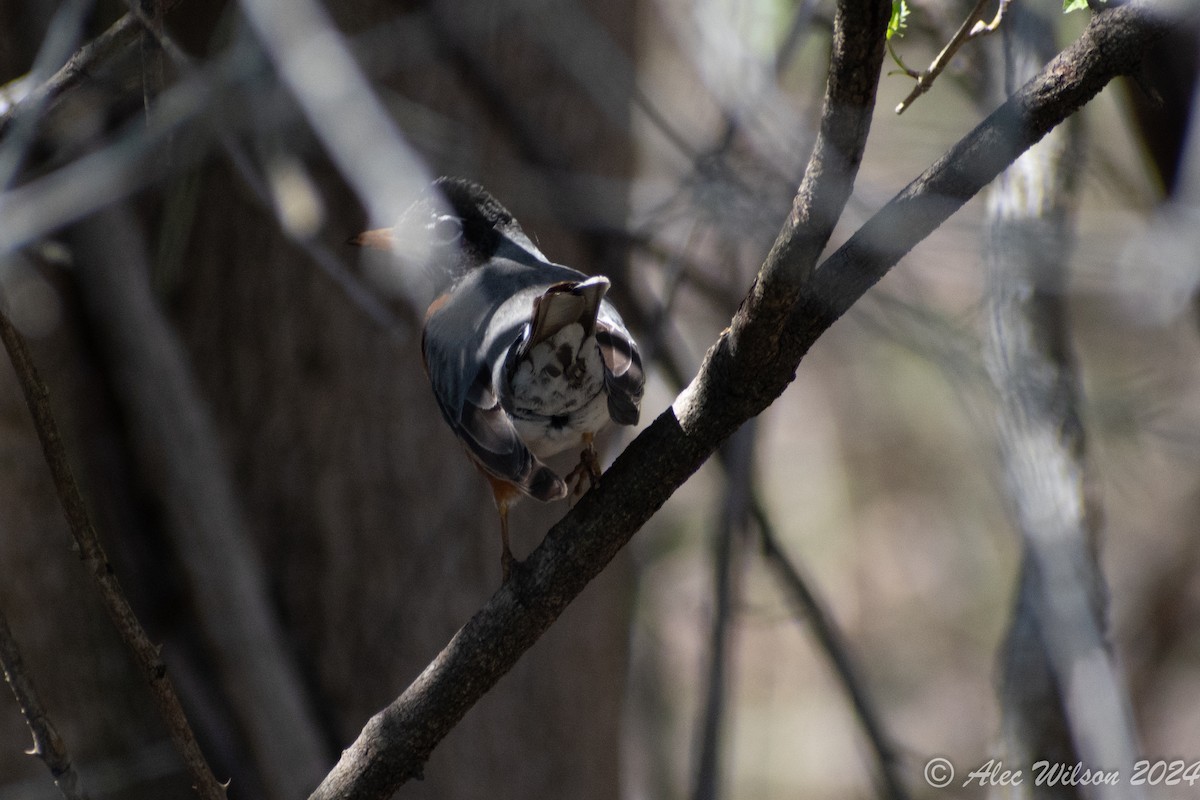 American Robin - ML618073484