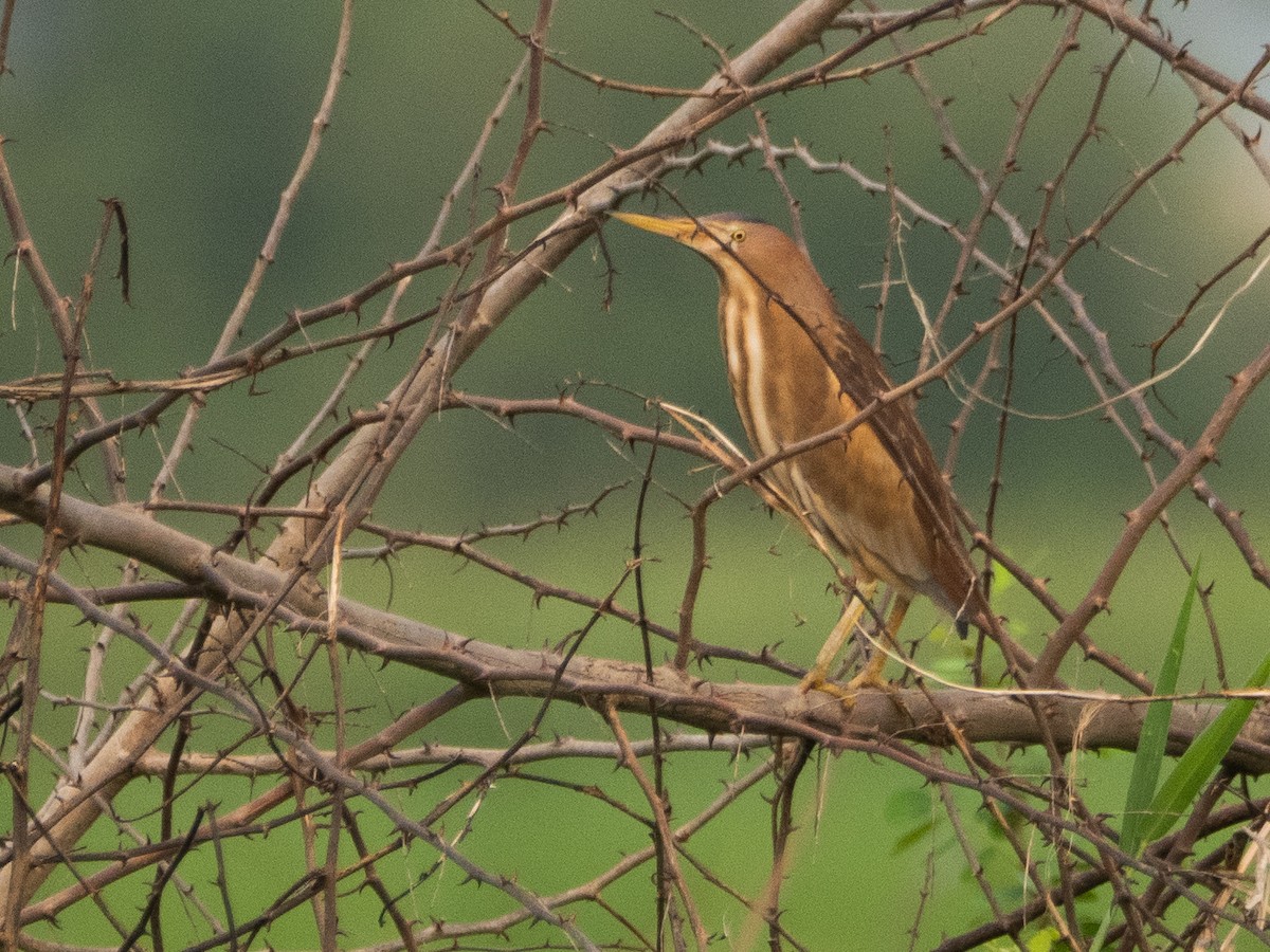 Little Bittern - Gavin Ailes