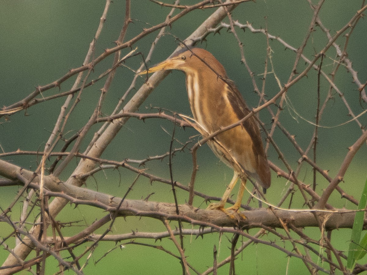 Little Bittern - ML618073486