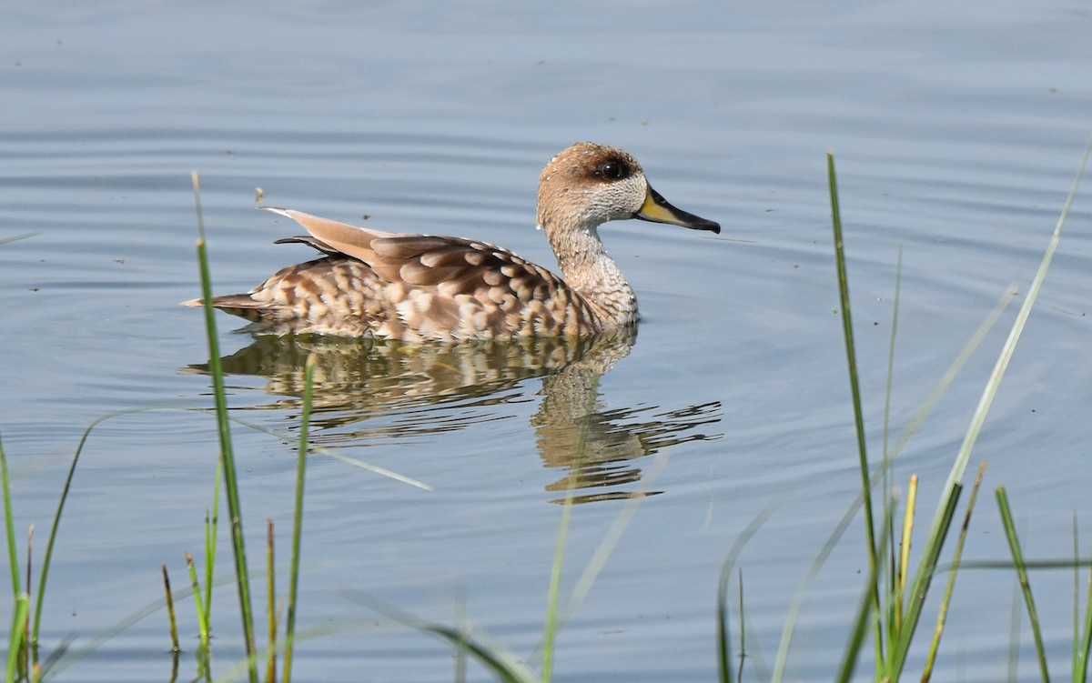 Marbled Duck - Miguel Ángel Mora Quintana