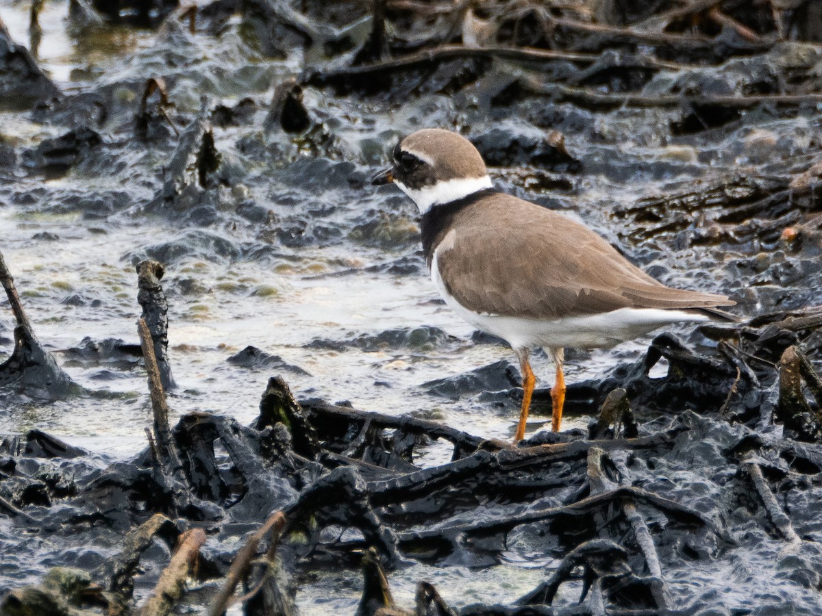 Common Ringed Plover - Gavin Ailes