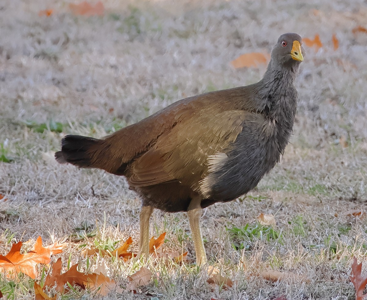 Grünfuß-Teichhuhn - ML618073498