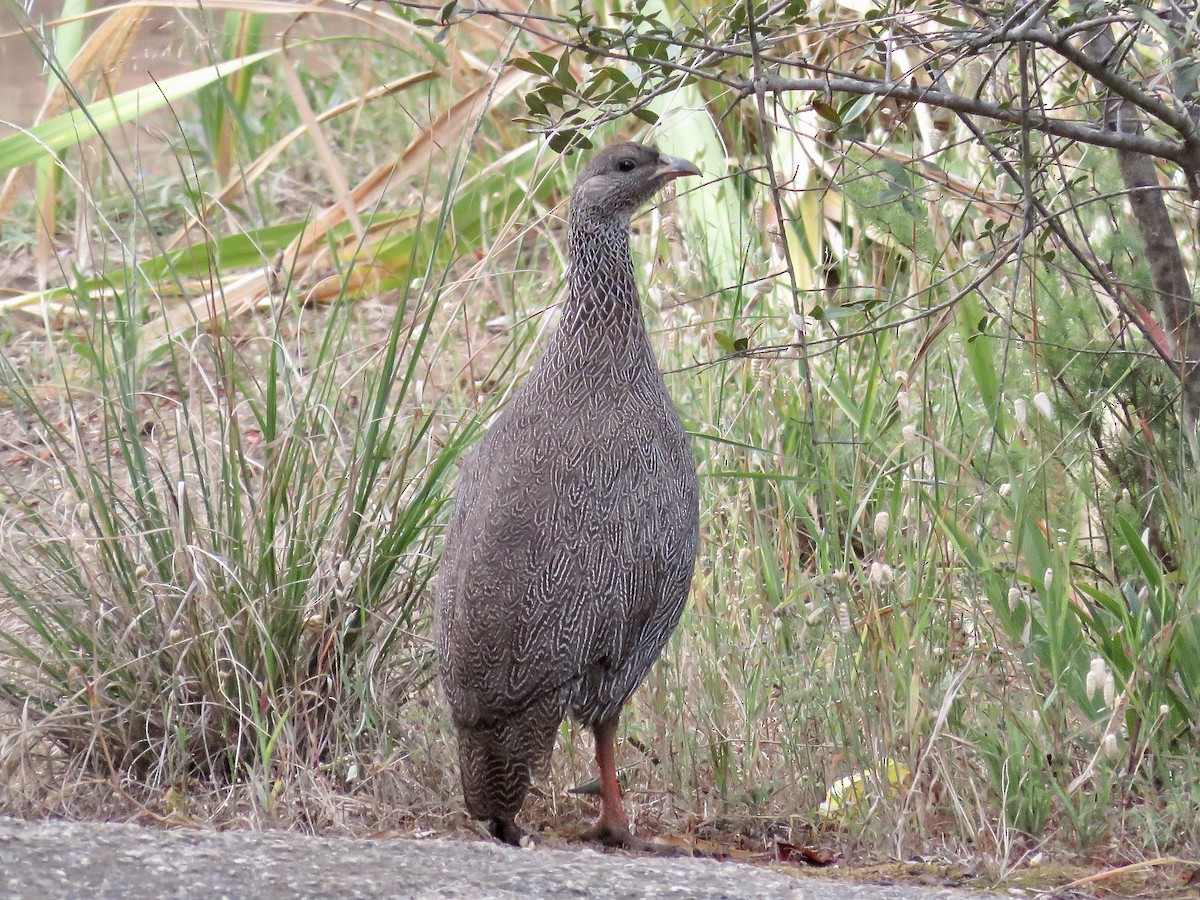 Cape Spurfowl - Simon Pearce