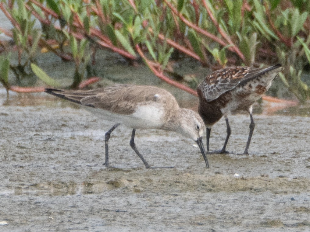 Sichelstrandläufer - ML618073510