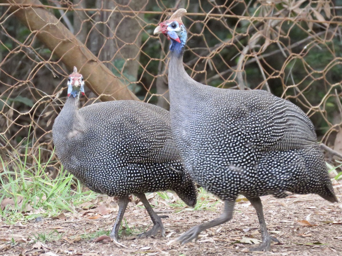 Helmeted Guineafowl (Tufted) - ML618073511