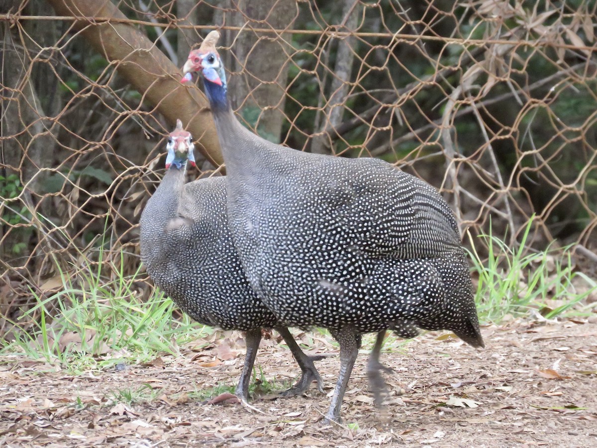 Helmeted Guineafowl (Tufted) - Simon Pearce