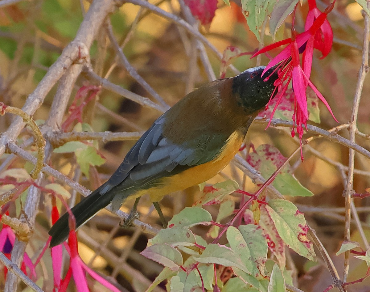 Eastern Spinebill - ML618073515