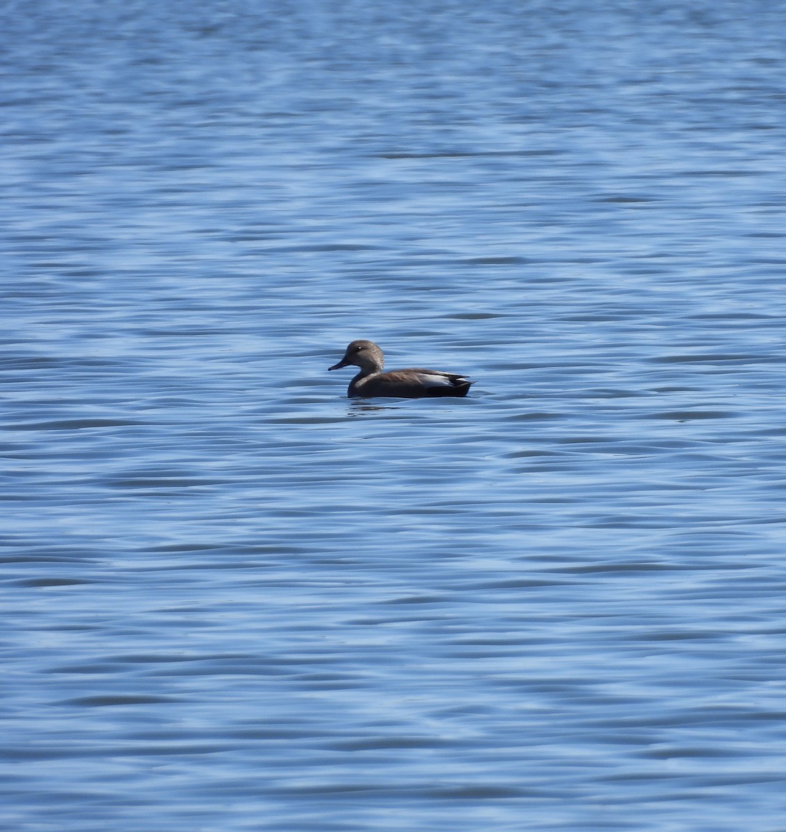 Gadwall - ML618073528