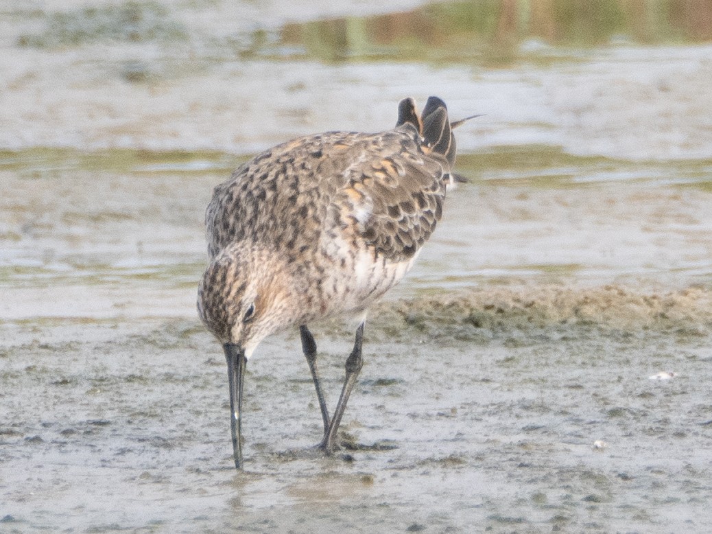 Curlew Sandpiper - ML618073529