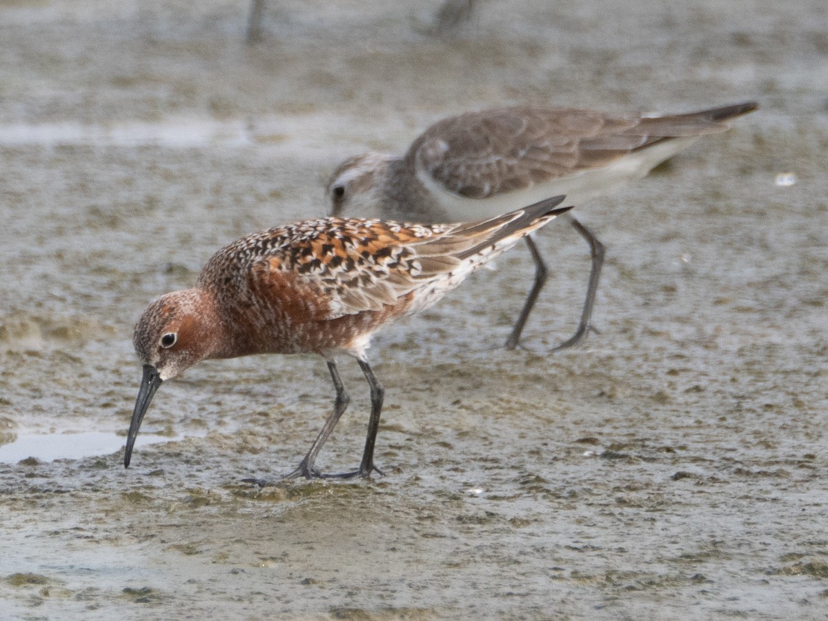 Curlew Sandpiper - ML618073530