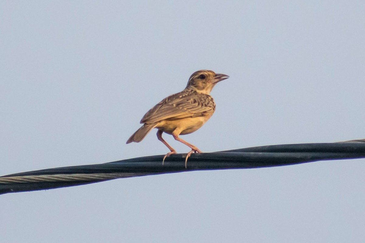 Jerdon's Bushlark - Prem swaroop Kolluru