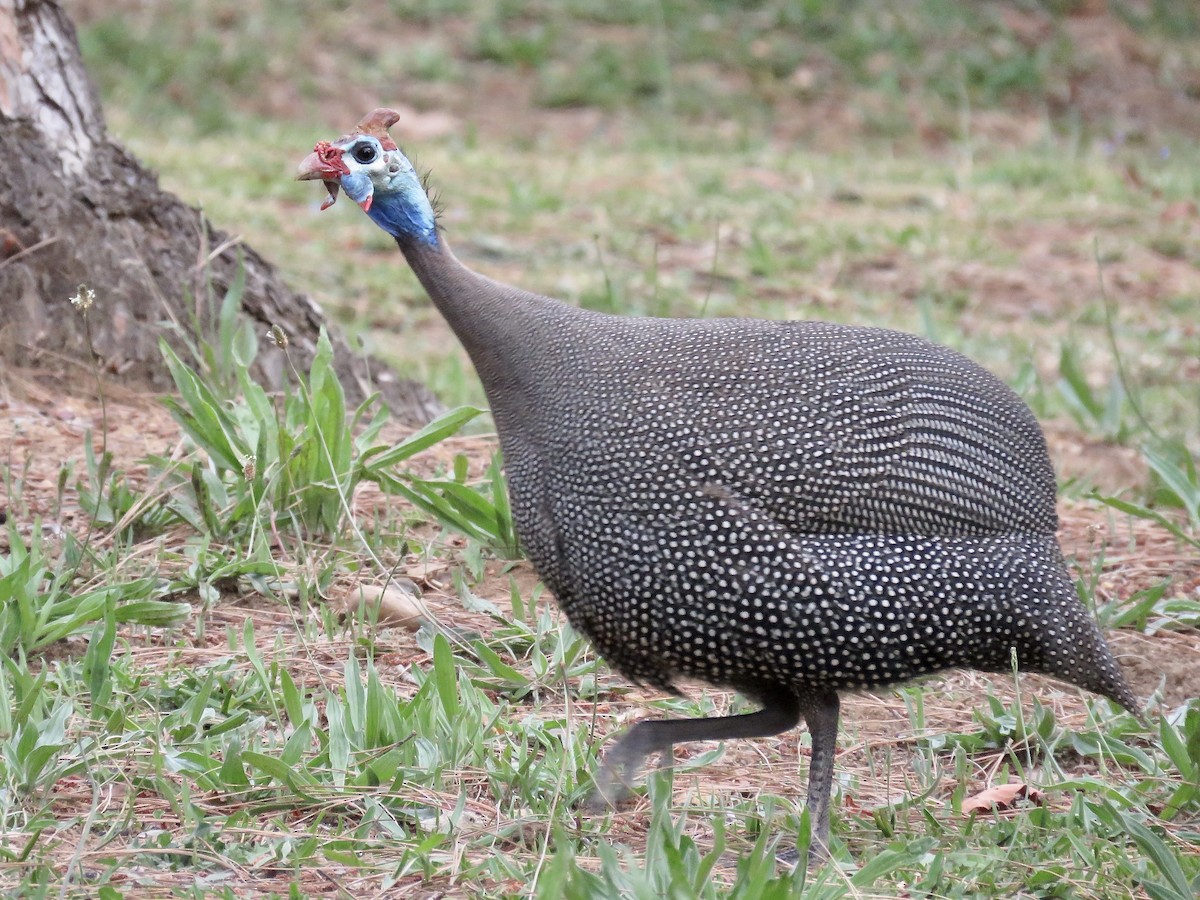 Helmeted Guineafowl (Tufted) - Simon Pearce