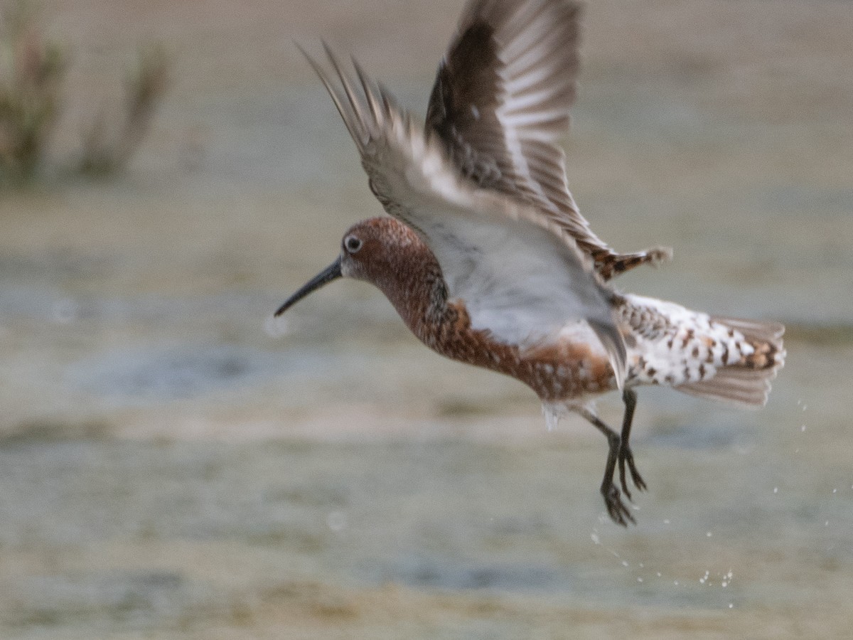 Curlew Sandpiper - ML618073537