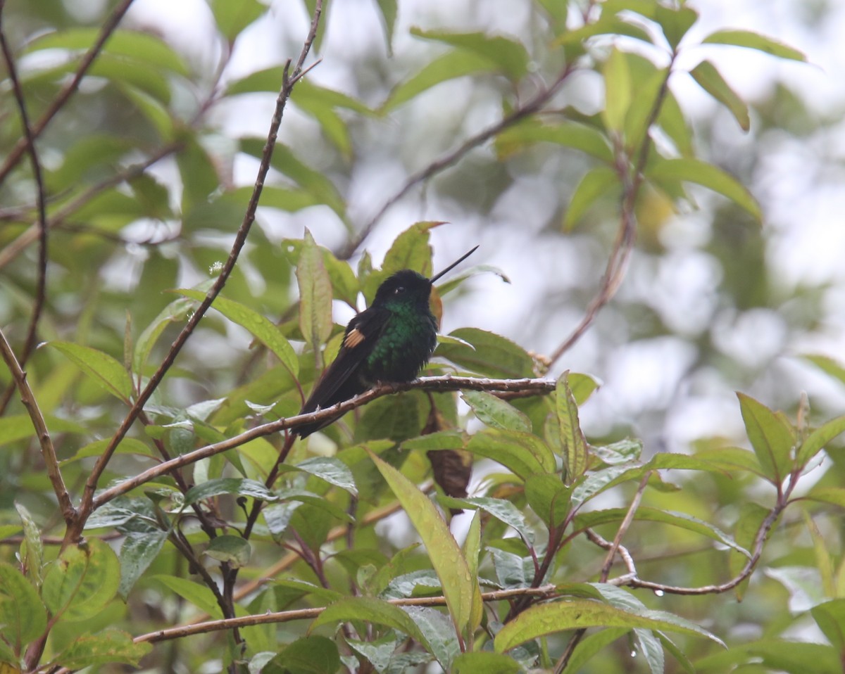 Buff-winged Starfrontlet - Desmond Allen