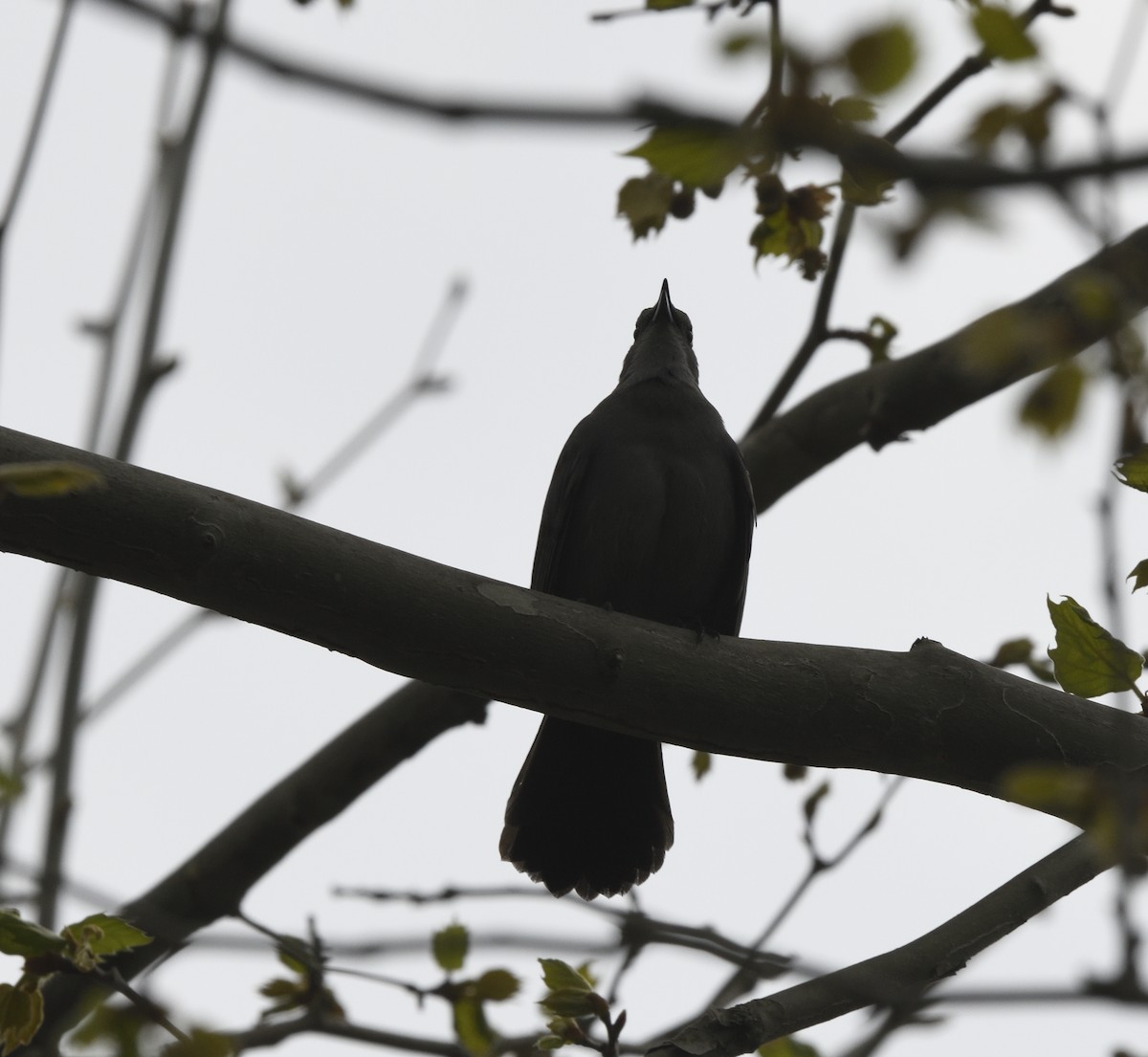 Gray Catbird - ML618073558