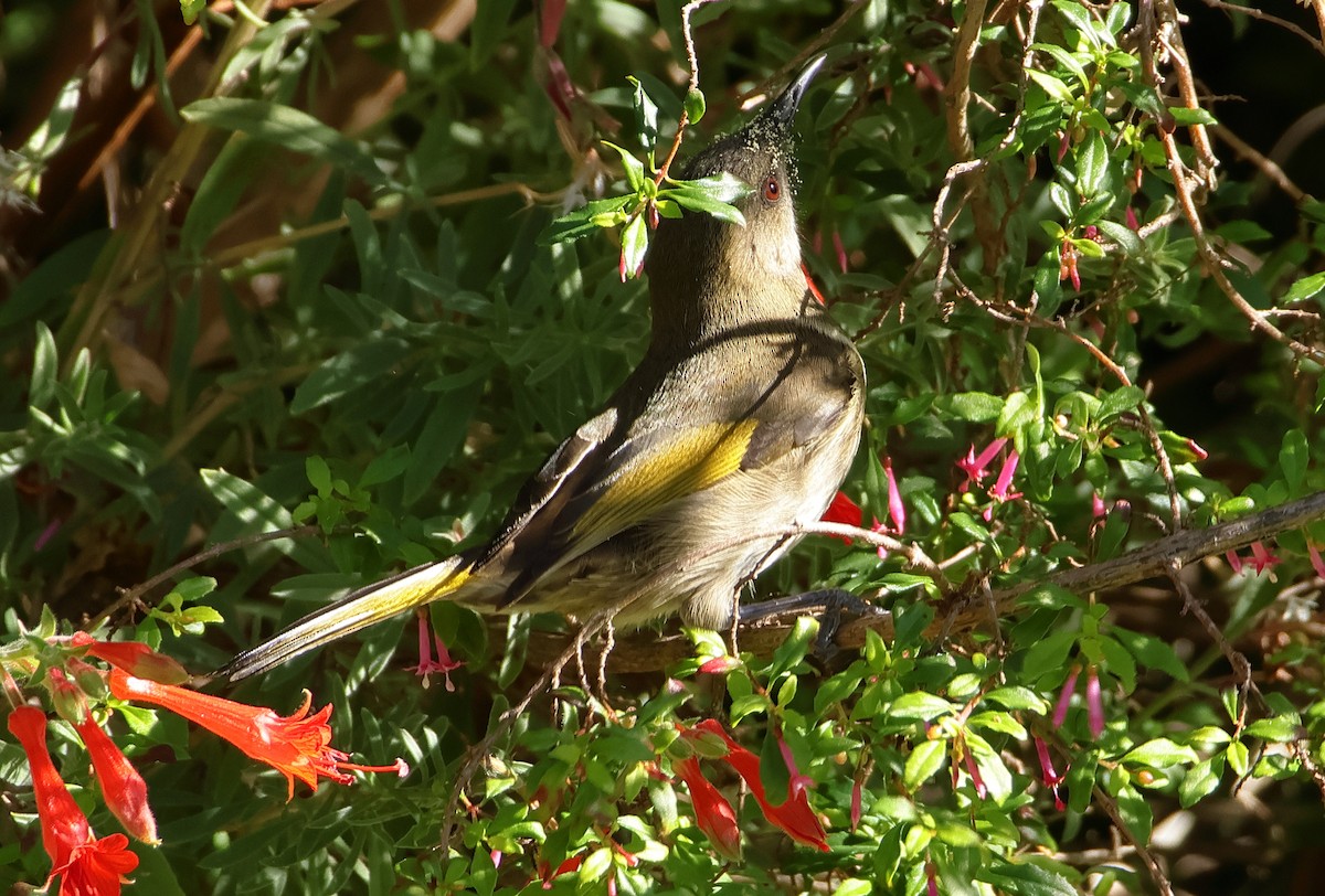 Crescent Honeyeater - ML618073587