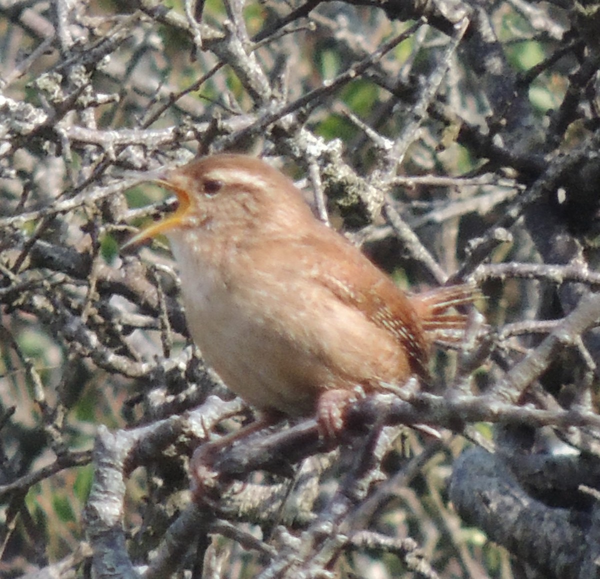 Eurasian Wren - ML618073599