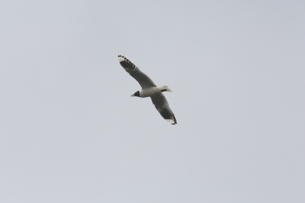 Andean Gull - Desmond Allen