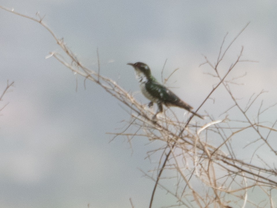 קוקיה ירוקה - ML618073612