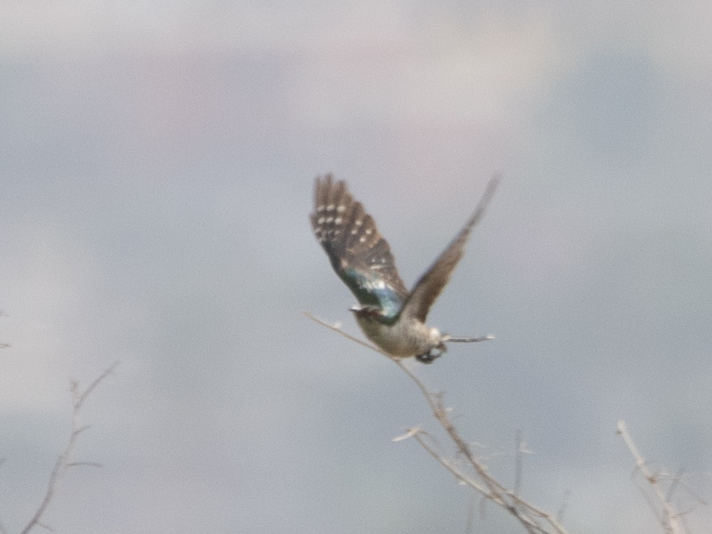 Dideric Cuckoo - Gavin Ailes