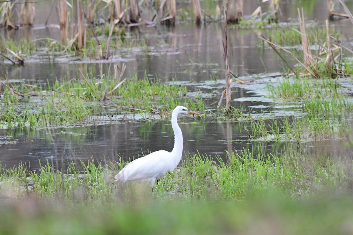 Great Egret - Paul Herwood