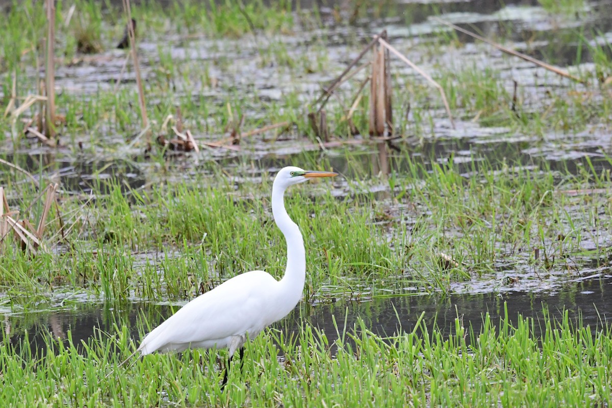 Great Egret - ML618073636