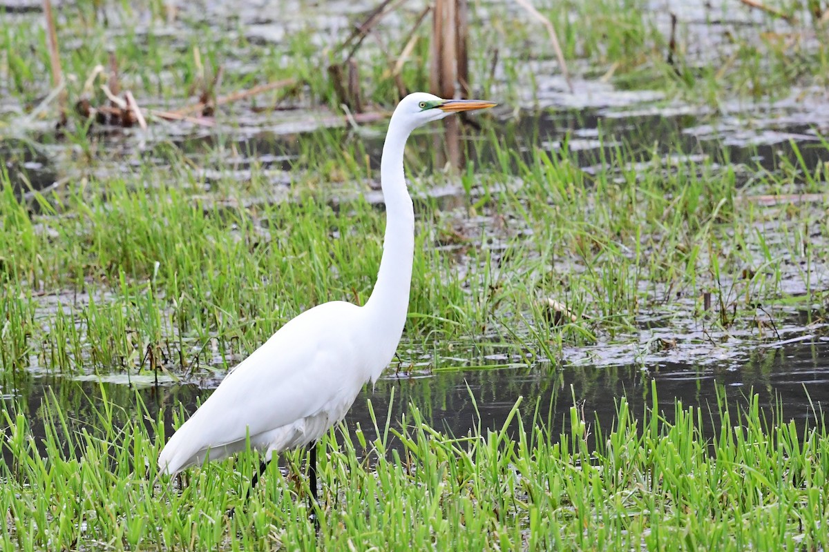 Great Egret - ML618073637