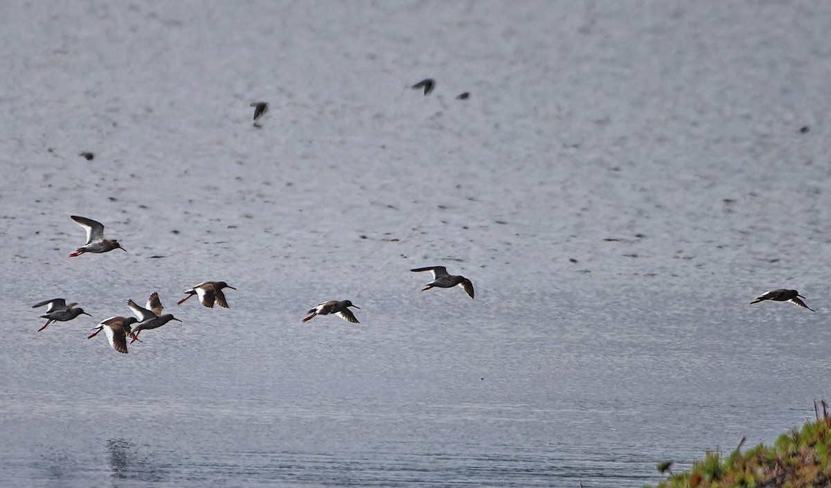 Common Redshank - ML618073640