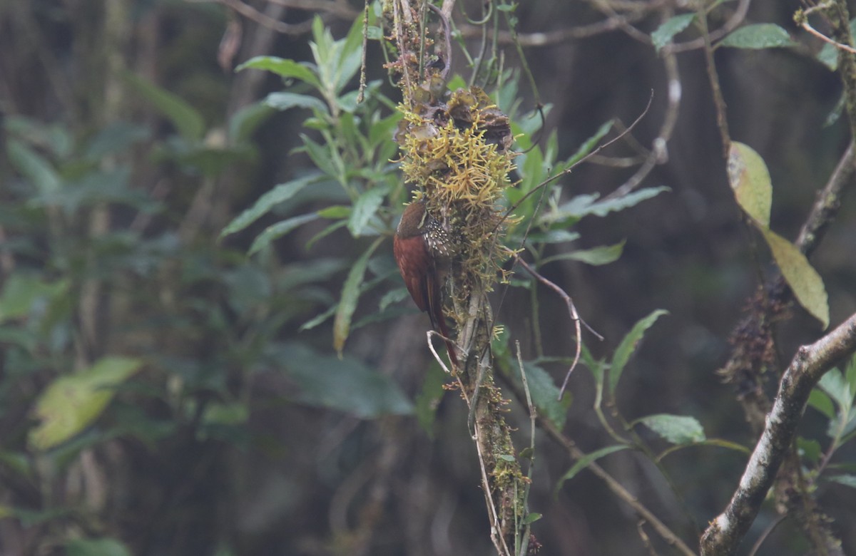 Pearled Treerunner - Desmond Allen