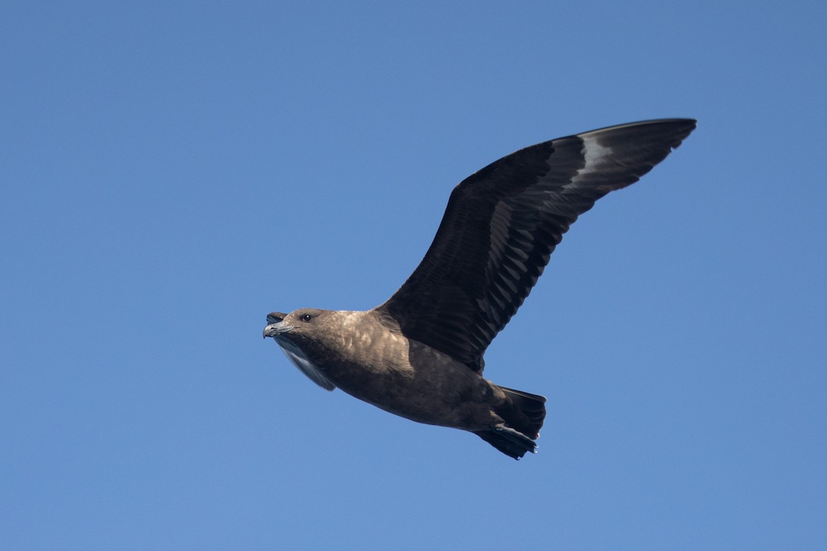 Brown Skua - ML618073654