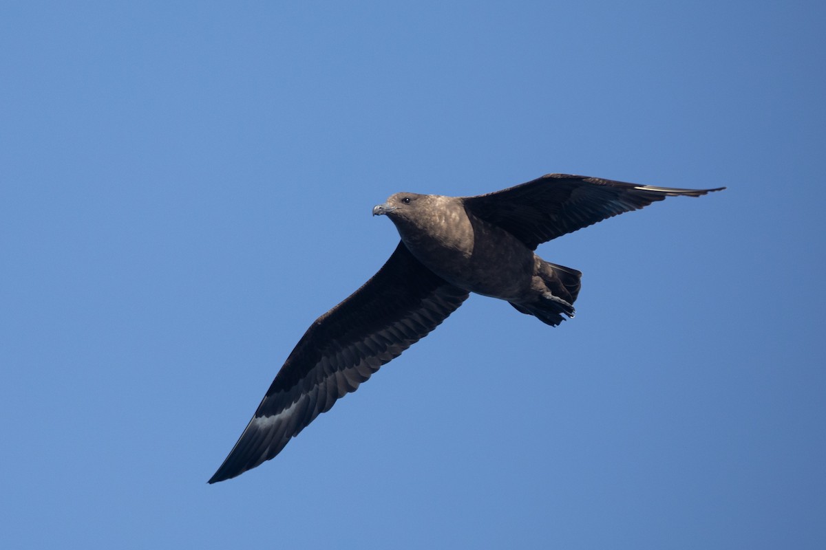 Brown Skua - ML618073655