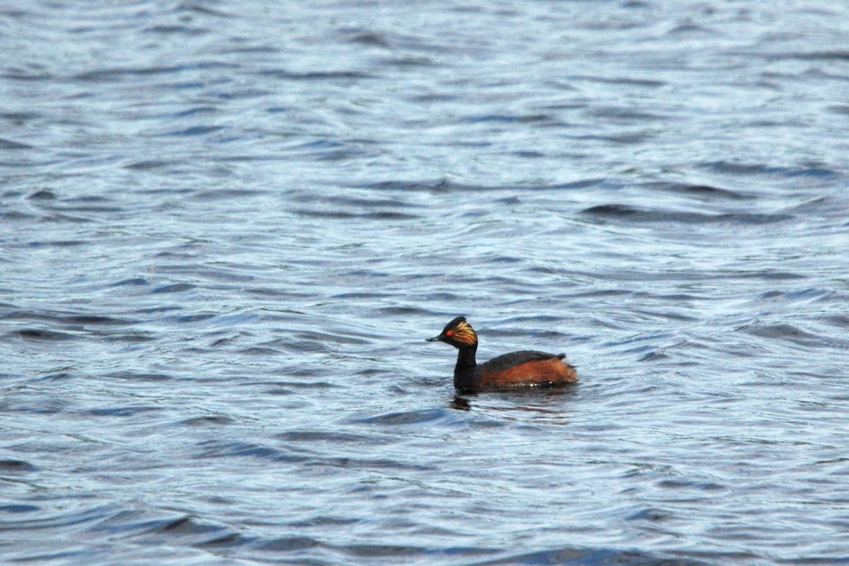 Eared Grebe - Jens Groth