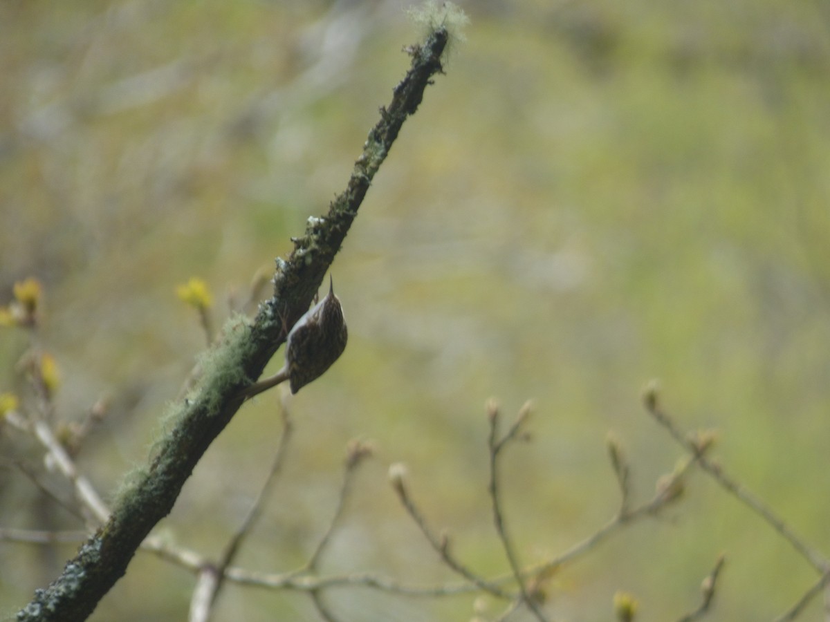 Eurasian Treecreeper - ML618073671