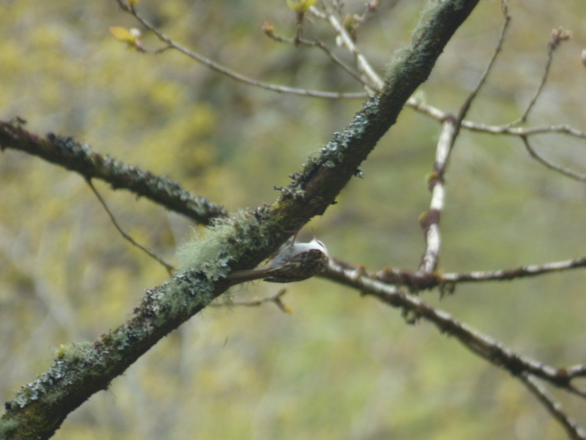 Eurasian Treecreeper - ML618073672