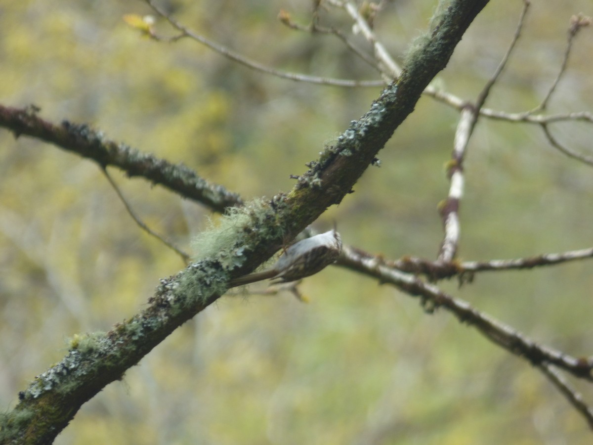 Eurasian Treecreeper - ML618073673