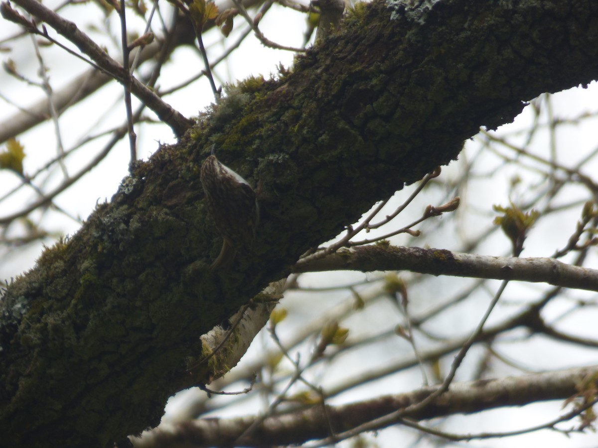 Eurasian Treecreeper - ML618073674