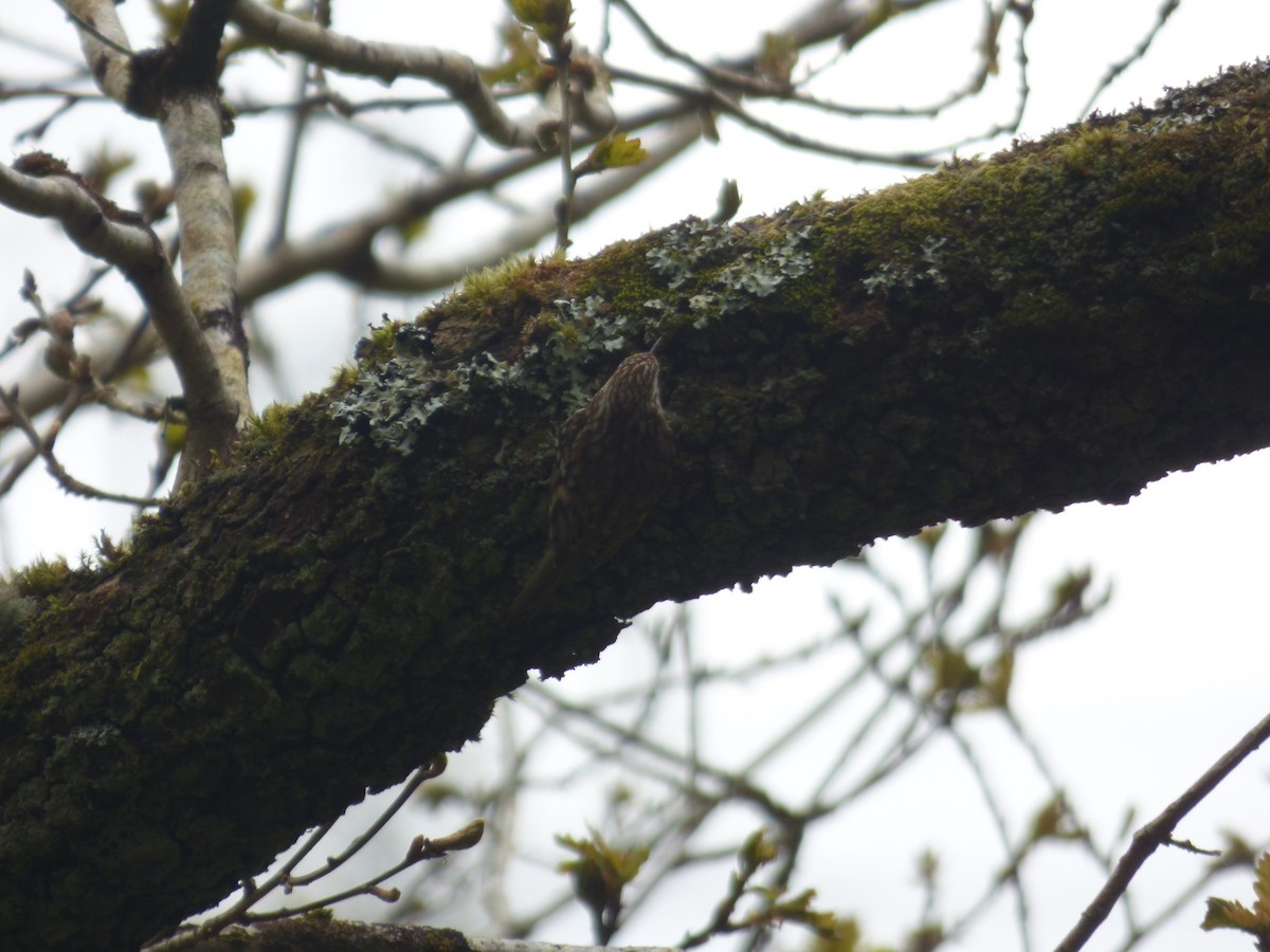Eurasian Treecreeper - ML618073675