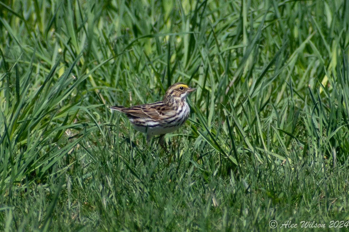 Savannah Sparrow - Alec Wilson