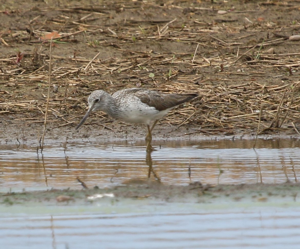 Common Greenshank - Ian Pennycook