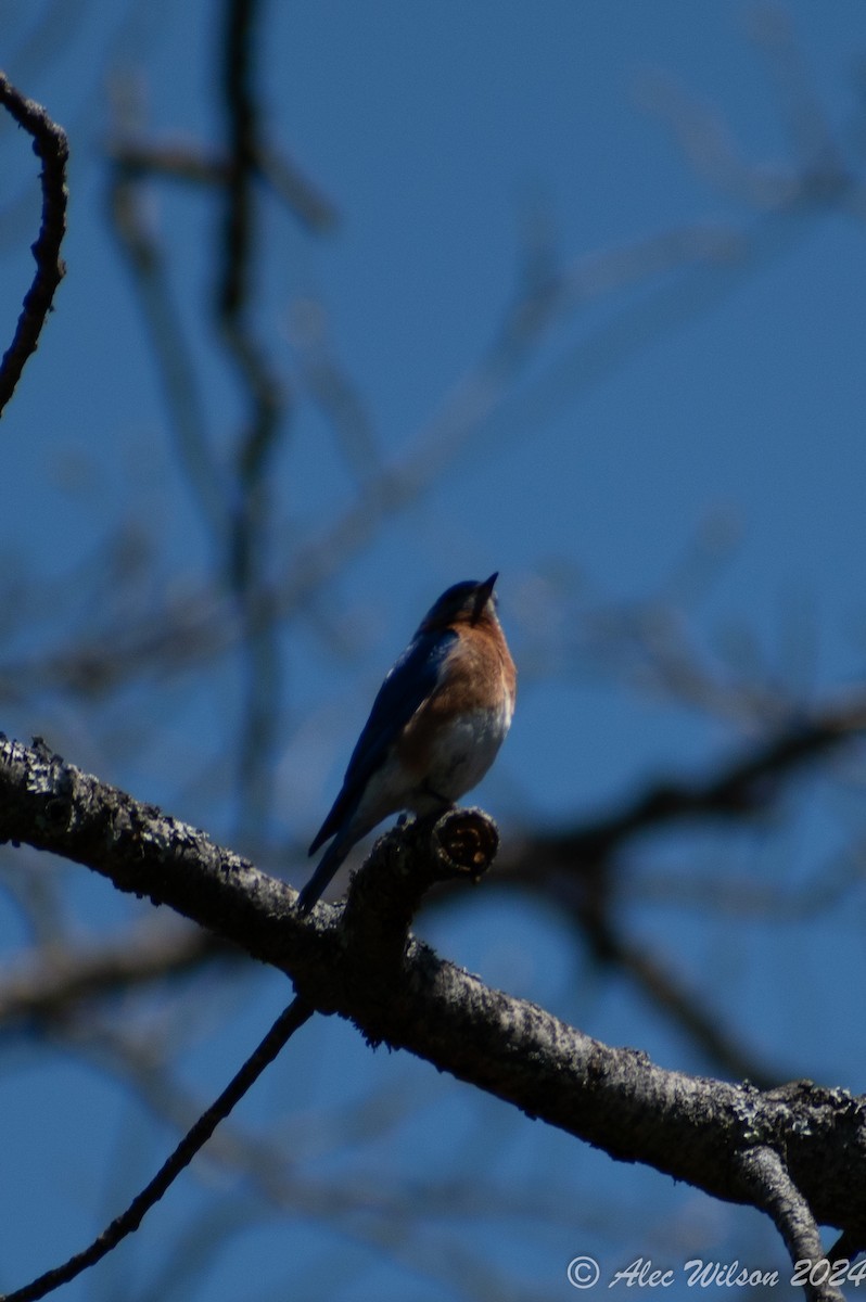 Eastern Bluebird - Alec Wilson